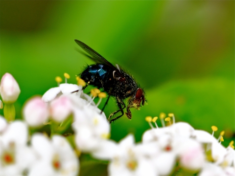 Musė ant gėlių 2011